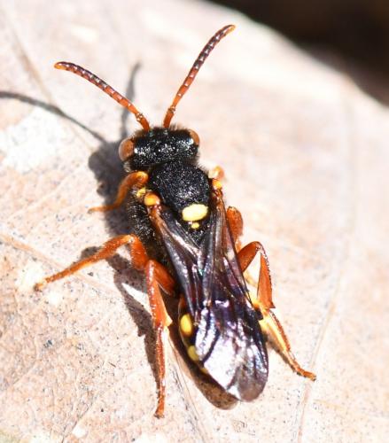 Réf. 249 840 : Nomada (bifasciata-fucata)